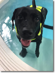 Cherrytree Canine  Hydrotherapy Kent -  Gallery 7